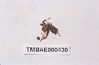 藏品(巴塔麻錦苔)的圖片